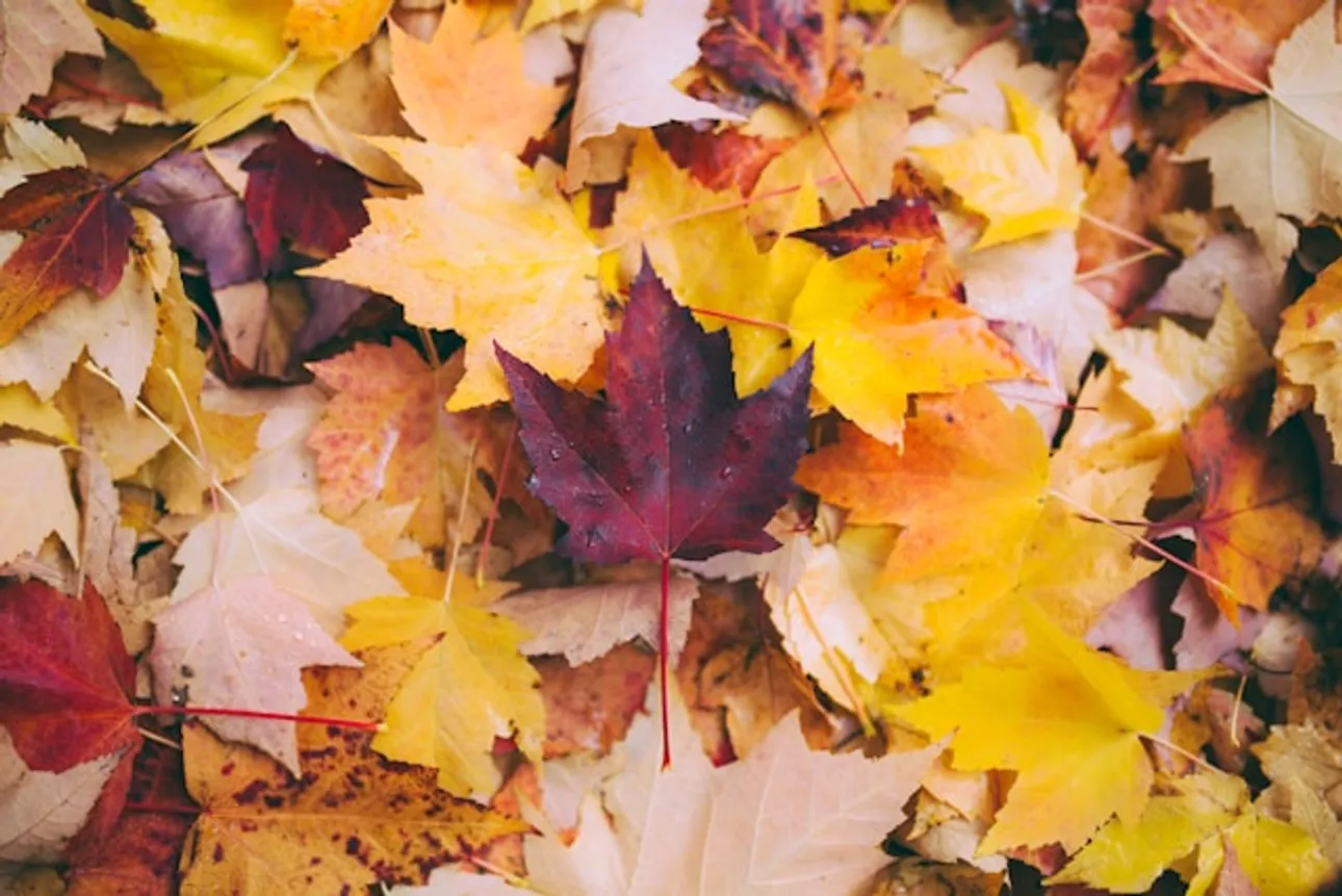 Featured image for Finding God’s Presence in the Falling Leaves